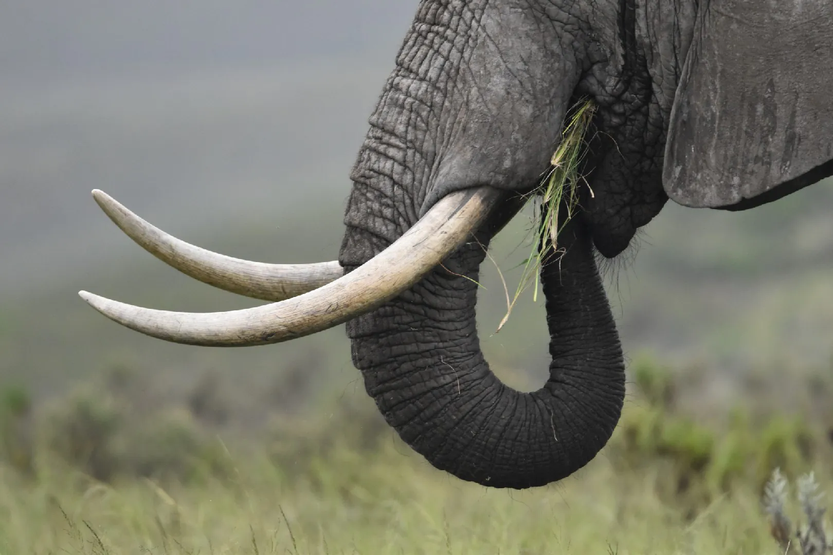 Elephant in India